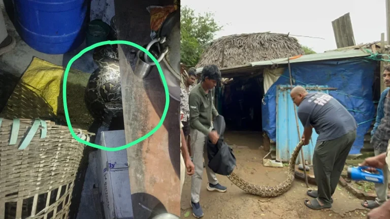 Video: బయట జోరున వర్షం.. గుడిసెలో నుంచి వింత సౌండ్ .. టార్చ్ వేసి చూస్తే గుండెలు గుభేల్.. | Massive Python Slithers into Hut Amid Cyclone Arnab Rains in Anakapalli, Rescued Safely, Watch Video